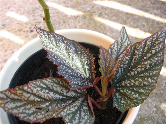 begonia